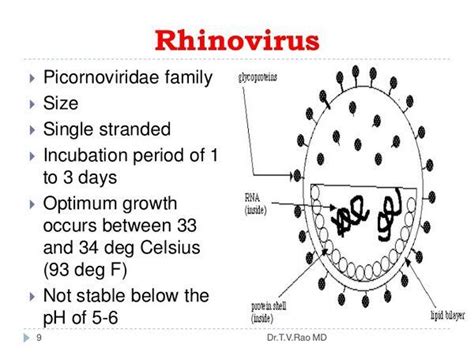 Rhinoviruses - Viral Infections - AntiinfectiveMeds.com