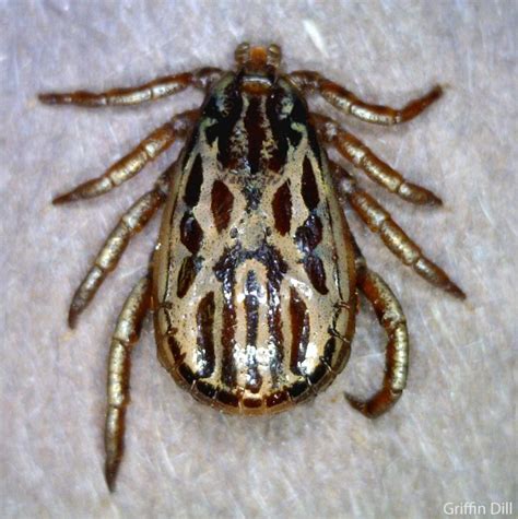 Winter Tick or Moose Tick - Cooperative Extension: Tick Lab ...