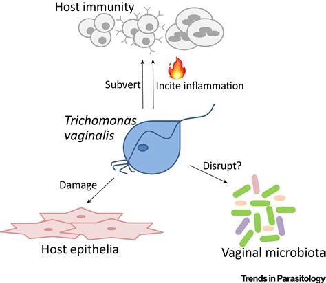 Trichomonas Vaginalis Pathogenesis Symbiont Interactions And Host | My ...