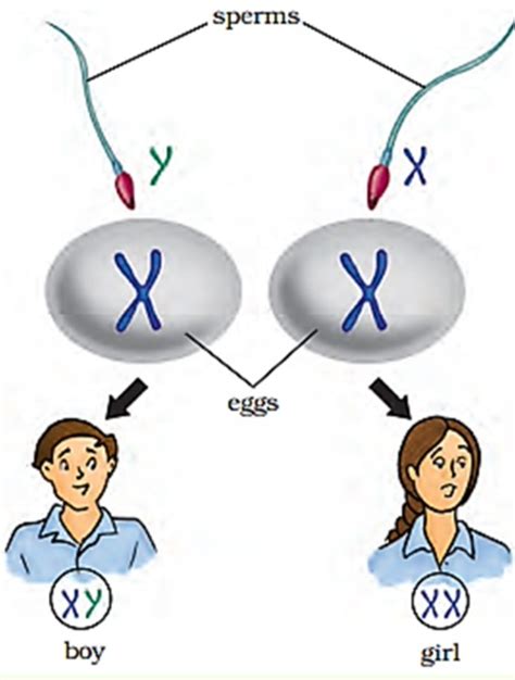 What are chromosomes XX and XY? What is their work in reproduction?