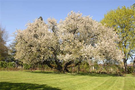 Photo of Black Cherry Tree by Photo Stock Source tree, Eugene, Oregon, USA, bloom,cherry ...