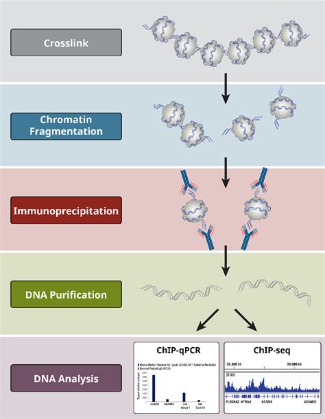 Overview of Chromatin Immunoprecipitation (ChIP) | Cell Signaling ...