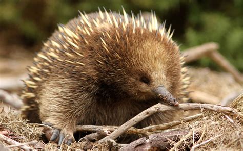 Echidna - Pets