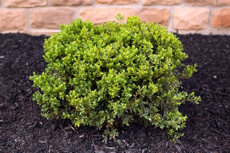 How to Grow and Care for Boxwood Shrubs