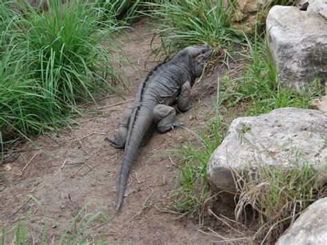 The Online Zoo - Rhinoceros Iguana