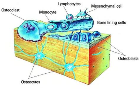 Osteocytes Diagram