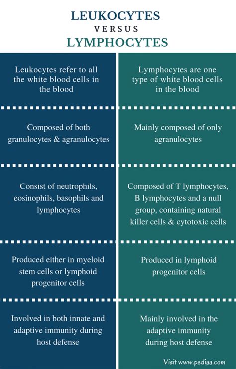 Difference Between Leukocytes and Lymphocytes | Characteristics ...