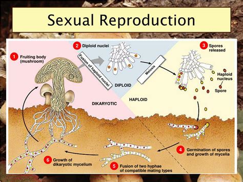 Reproduction In Fungi An Overview Of Sexual Reproduction | My XXX Hot Girl