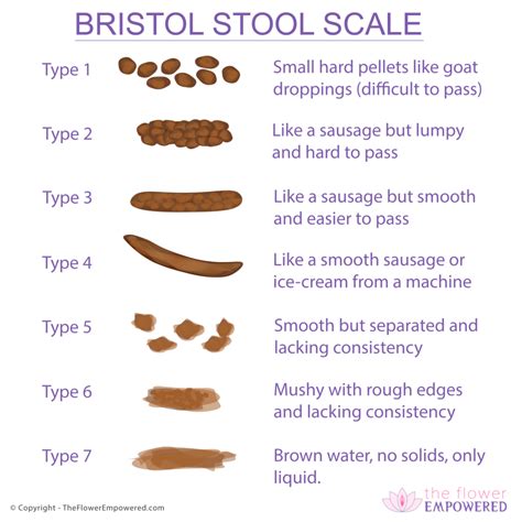 Bristol Stool Scale (3 or 4 is perfect) - The Flower Empowered