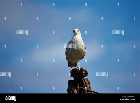 Immature herring gull hi-res stock photography and images - Alamy