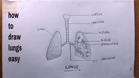 Simple Lungs Diagram