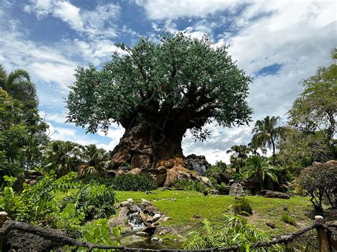 The Tree of Life - Disney's Animal Kingdom Theme Park