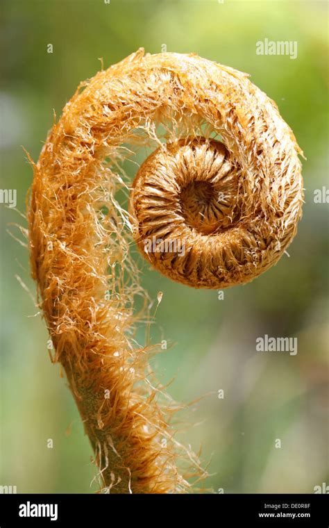 Hapu'u pulu fern (Cibotium glaucum), a fern frond unfurling, Kilauea, Big Island, Hawaii, USA ...