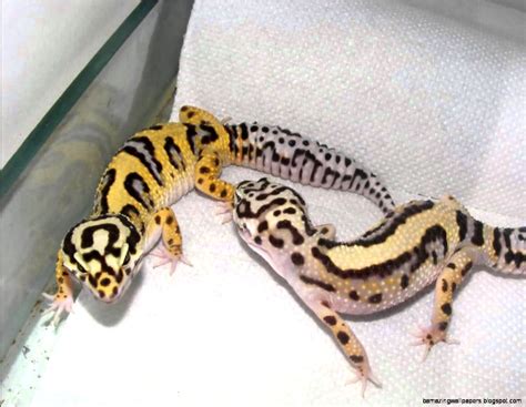 Blue Leopard Gecko Morphs | Amazing Wallpapers