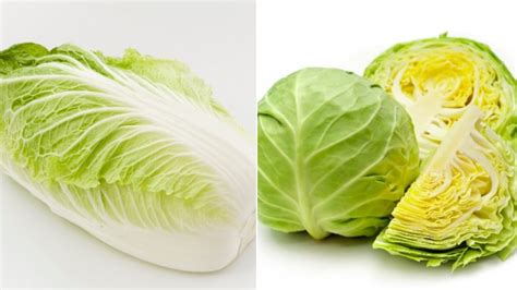 The Important Difference Between Napa Cabbage And Regular Cabbage