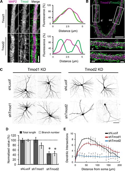 regulation of dendrite development | Semantic Scholar