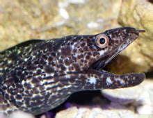 Spotted moray eel – The Dallas World Aquarium