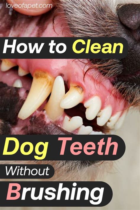 How to Clean Dog Teeth Without Brushing: 5 Easy Ways - Love Of A Pet | Dog teeth cleaning, Dog ...