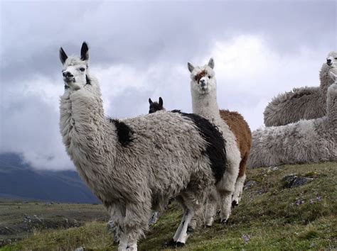 How Much Does a Llama Weigh? (Baby, Male, Female) | Informed Farmers