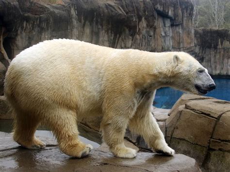 Pittsburgh Zoo Offering Free Admission For Rest Of November ...