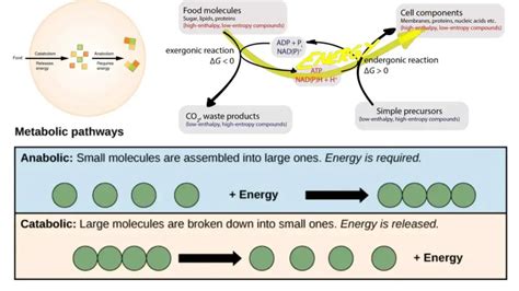 Anabolism - Definition, Stages, Functions, Regulation, Examples - Biology Notes Online