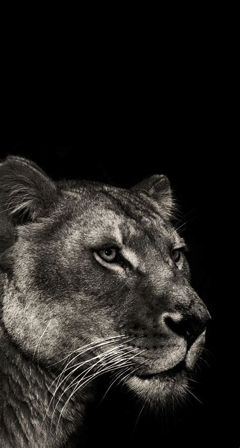 Lioness wallpaper | Female lion, Lion pictures, Lion head tattoos