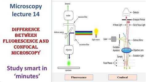 Confocal Fluorescence Microscopy