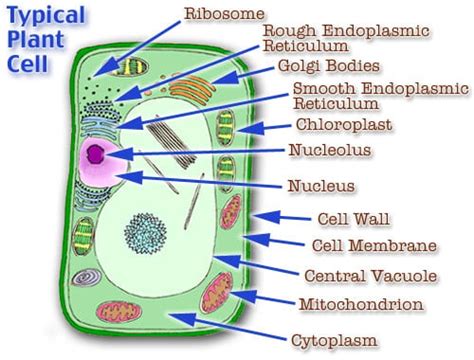 10 Amazing Facts About Plant Cells | Tutor Pace