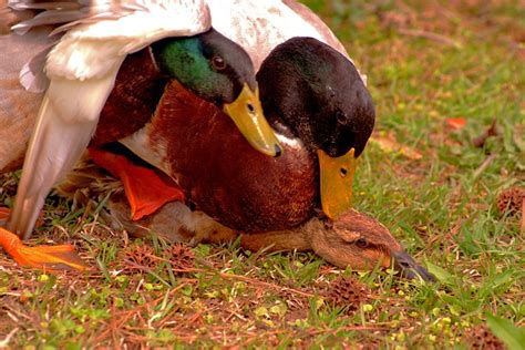 Mating Duck Mallard - Free photo on Pixabay