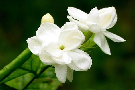 Jasmine: The National Flower of Pakistan | National Flowers by Country