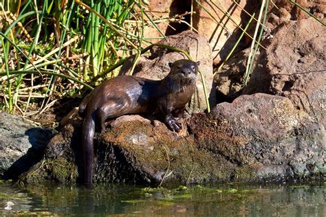 River Otter Clearlake Northern California | Otters, River otter, Animals