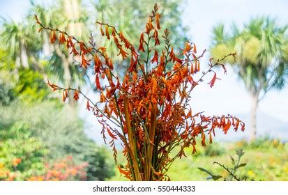 Montbretia Plants Garden Stock Photo 550444333 | Shutterstock