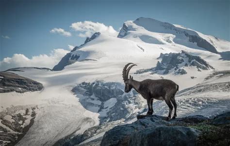 Wallpaper Mountains, Snow, Switzerland, Switzerland, The Pennine Alps, Pennine Alps, Goat, A ...