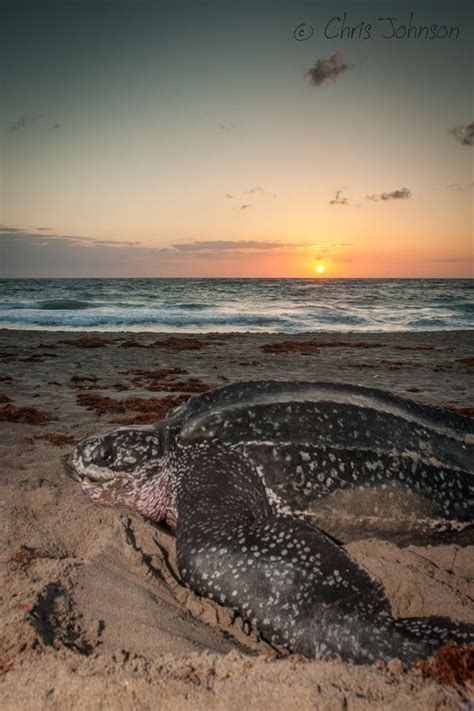 Nesting leatherback sea turtle | Leatherback turtle, Baby sea turtles, Sea turtle pictures