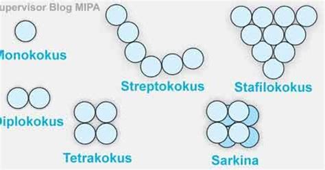 Pengelompokkan Bakteri Berdasarkan Bentuk Sel Beserta Contohnya | BIOLOGIJK