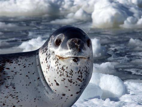 Leopard Seal | The Life of Animals