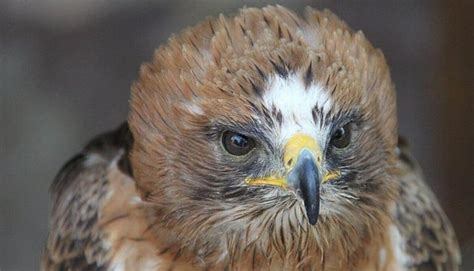 Top 5 Smallest Eagle Species in the World