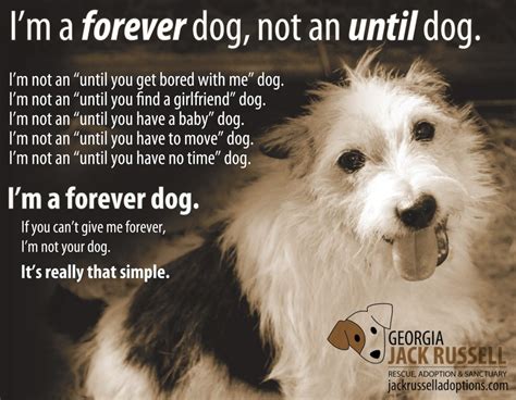 I'm a forever dog, not an until dog | Georgia Jack Russell