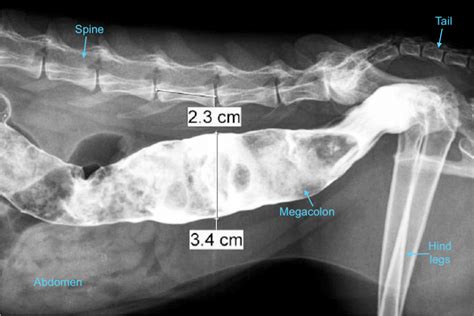 Megacolon in Cats and Dogs | Pet Better with Pet Circle