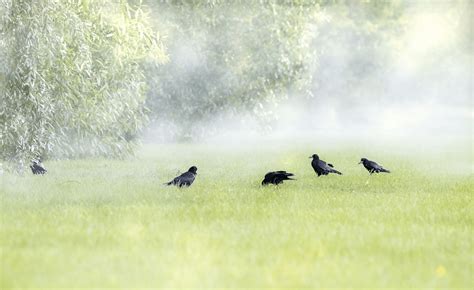 Number Of Crows Meaning - Christian Faith Guide