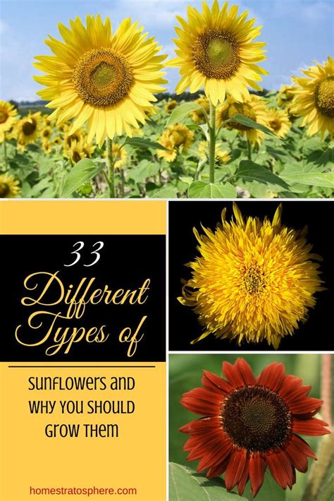 33 Different Types of Sunflowers That Will Brighten Your Garden | Types of sunflowers, Growing ...