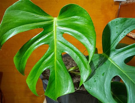 Monstera Borsigiana Guide: How to Grow & Care for “Swiss Cheese Plant”