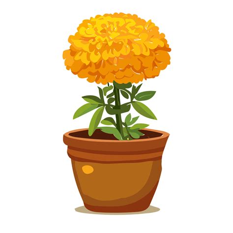 Marigold flower transparent background,Ai Generative 27434184 PNG