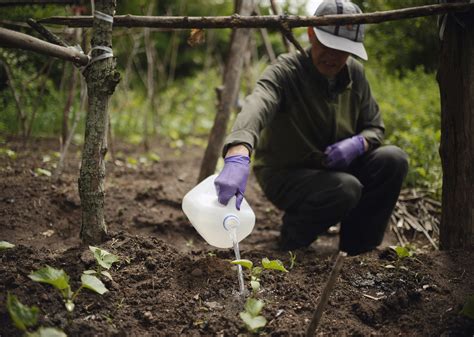 Chinese families of Yale students grow a garden, tradition - The Blade