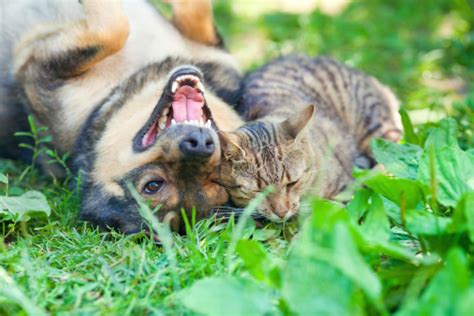 Dog And Cat Playing Together Outdoor Stock Photo - Download Image Now - iStock