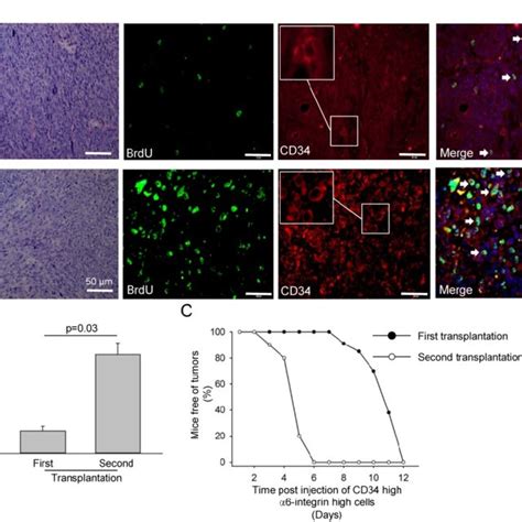 Proliferating CD34-positive cells were increased in transplanted... | Download Scientific Diagram