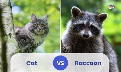 Cat vs Raccoon: Who Would Win in This Battle?