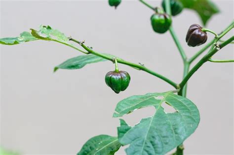 Premium Photo | Chocolate habanera pepper in a community garden