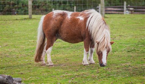 17 Interesting Facts About Shetland Ponies - Helpful Horse Hints