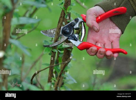 Pruning a buddleia bush UK Stock Photo - Alamy